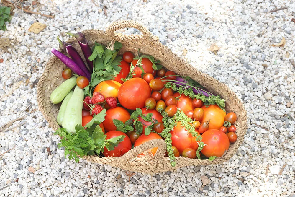 Cesta con tomates, berenjenas y hierbas del huerto